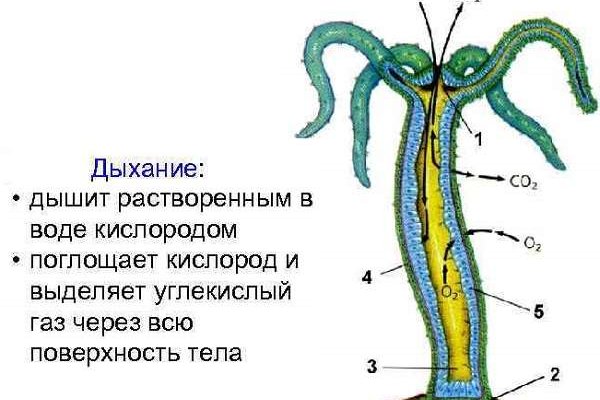 Как восстановить доступ к аккаунту кракен